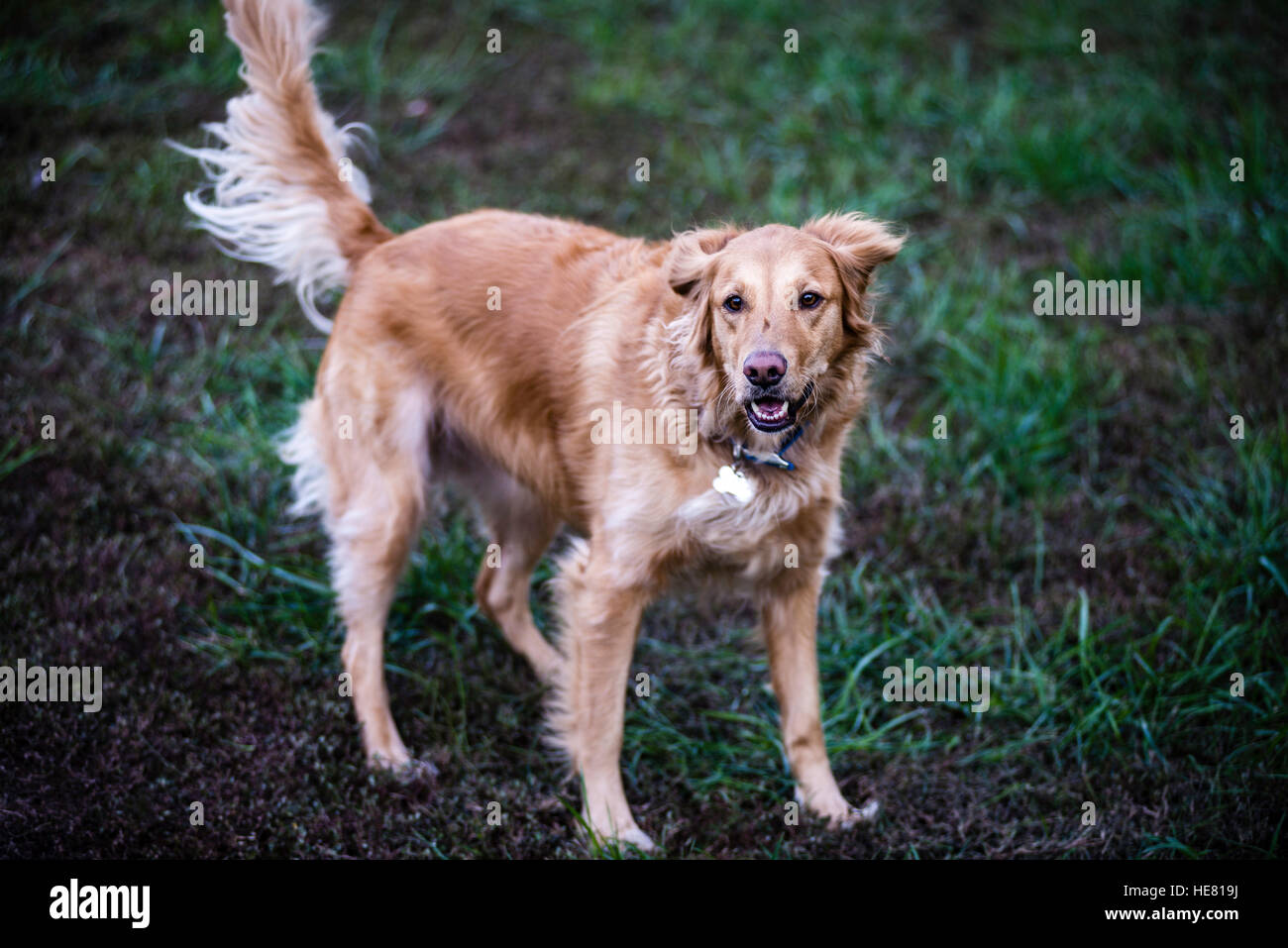 Hunde Stockfoto