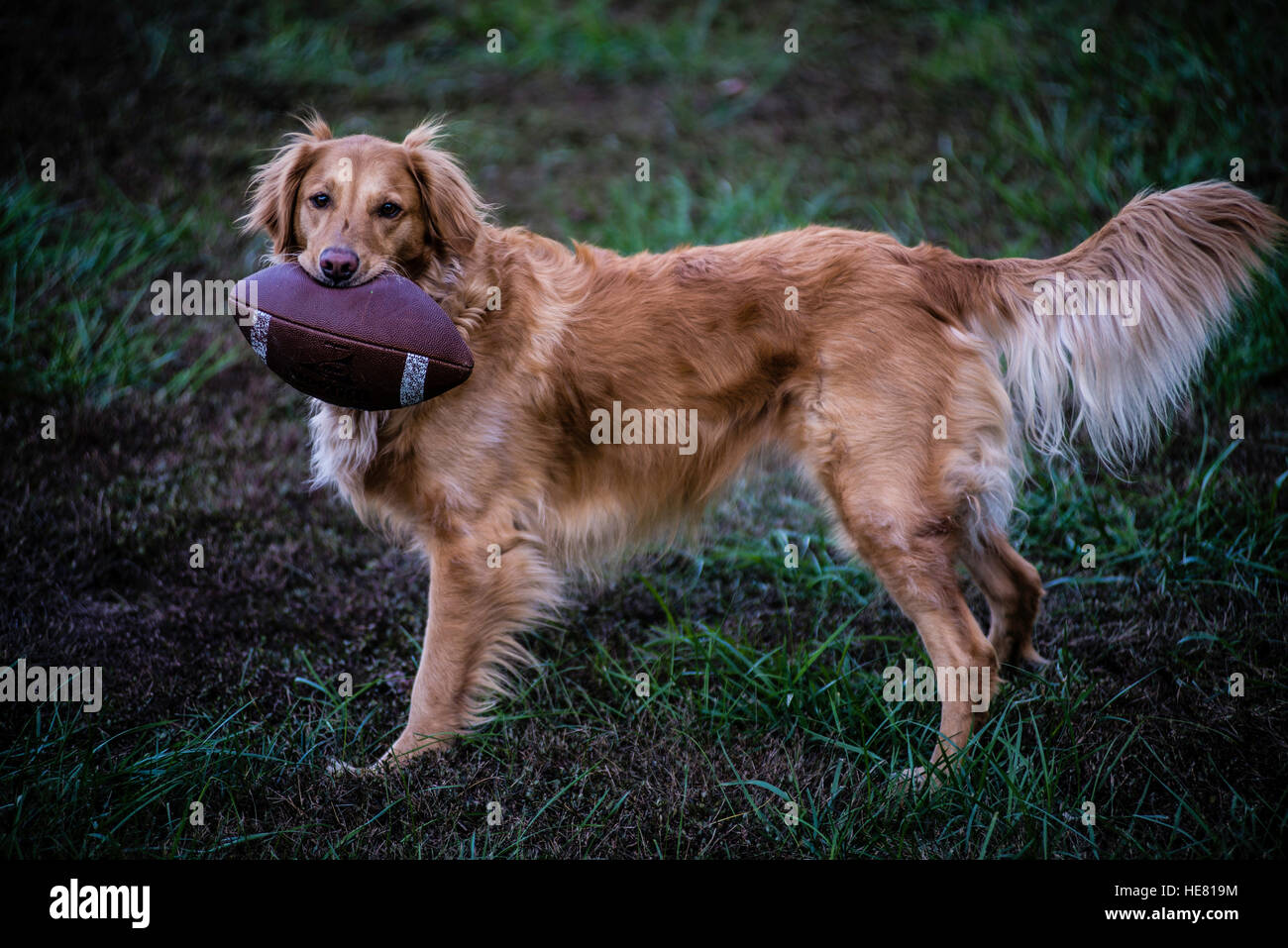 Hunde Stockfoto
