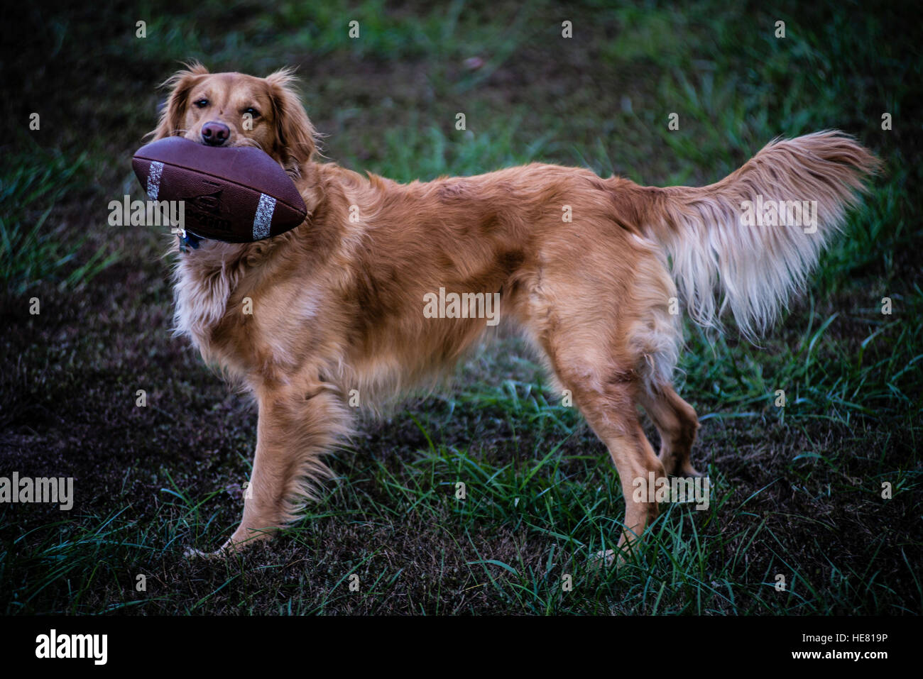 Hunde Stockfoto