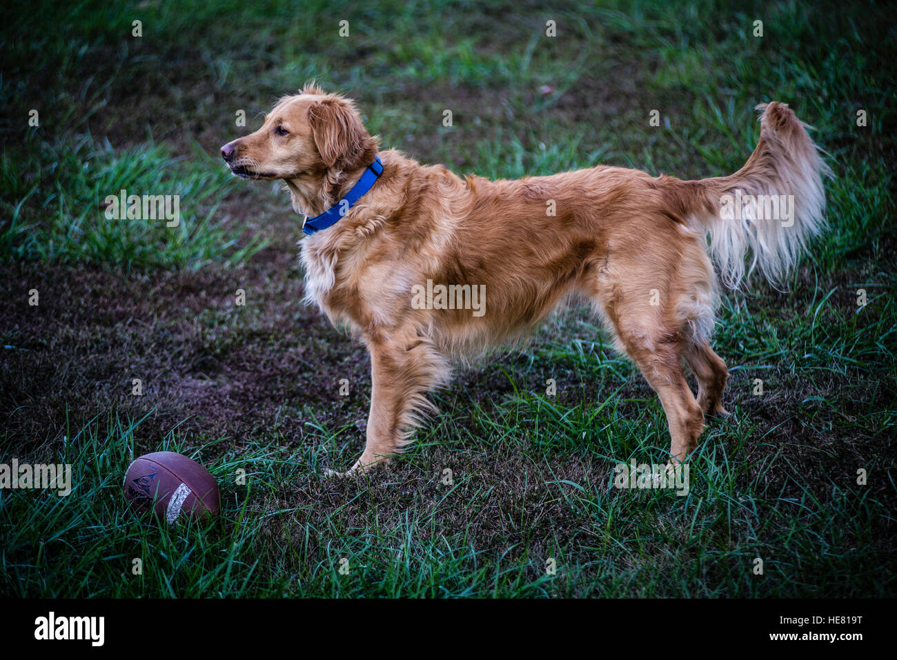 Hunde Stockfoto