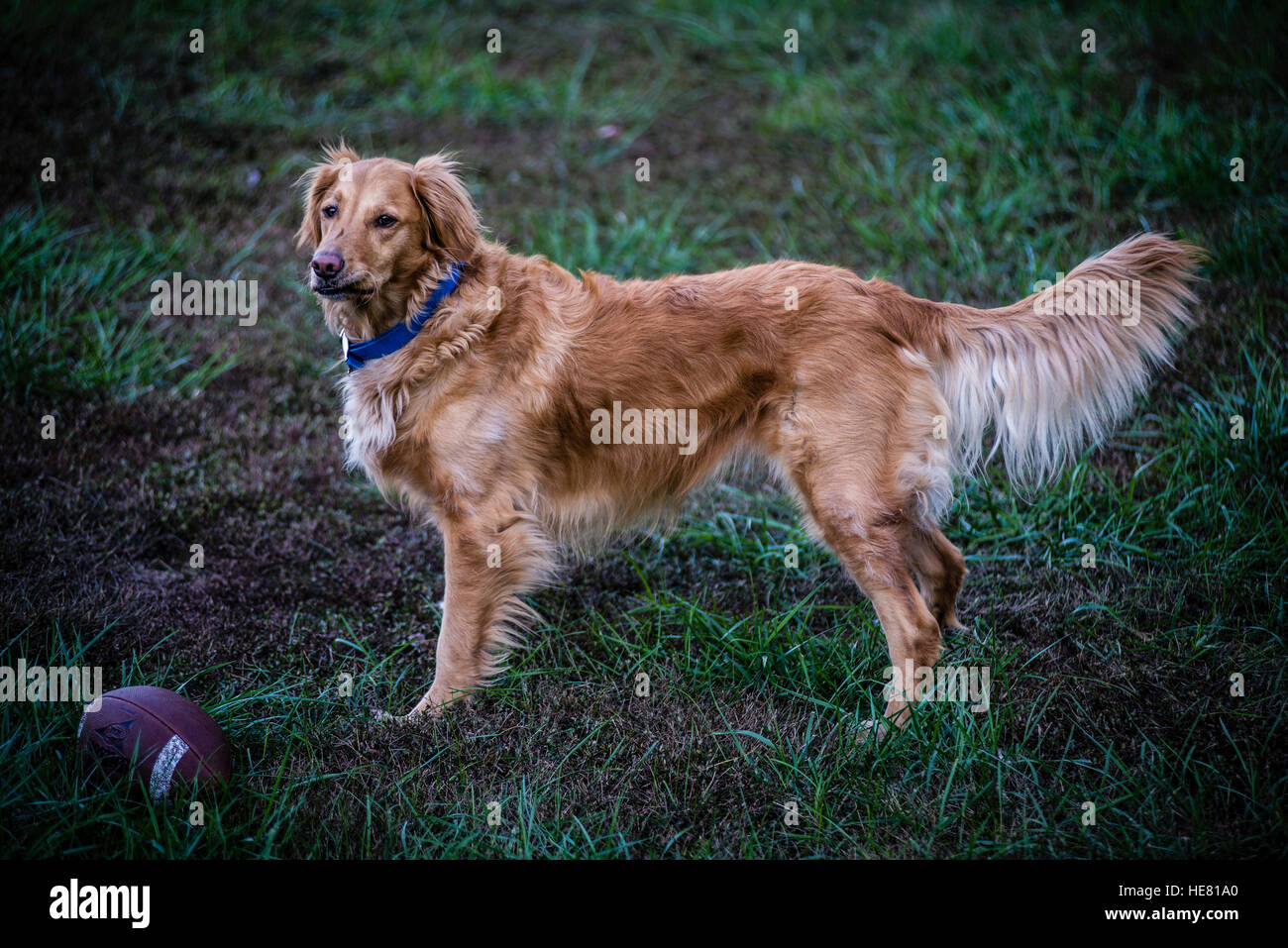 Hunde Stockfoto