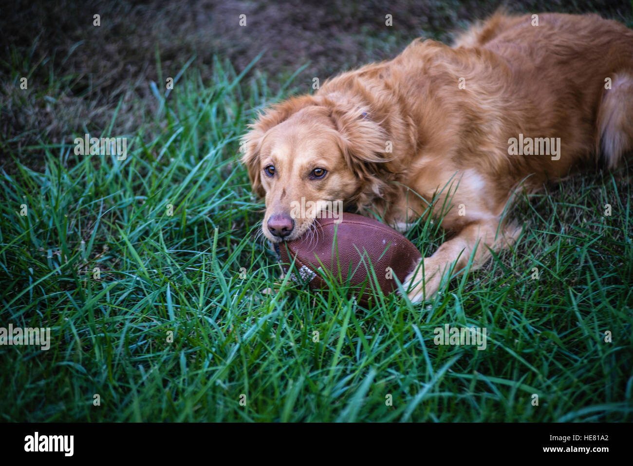 Hunde Stockfoto