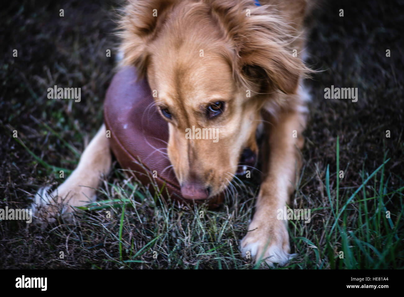 Hunde Stockfoto
