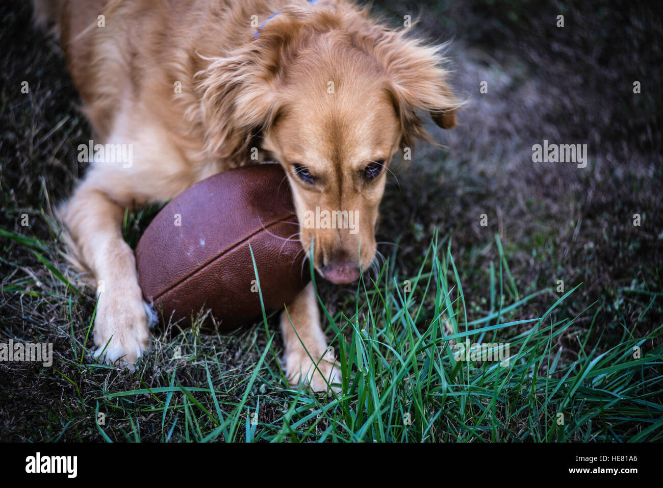 Hunde Stockfoto
