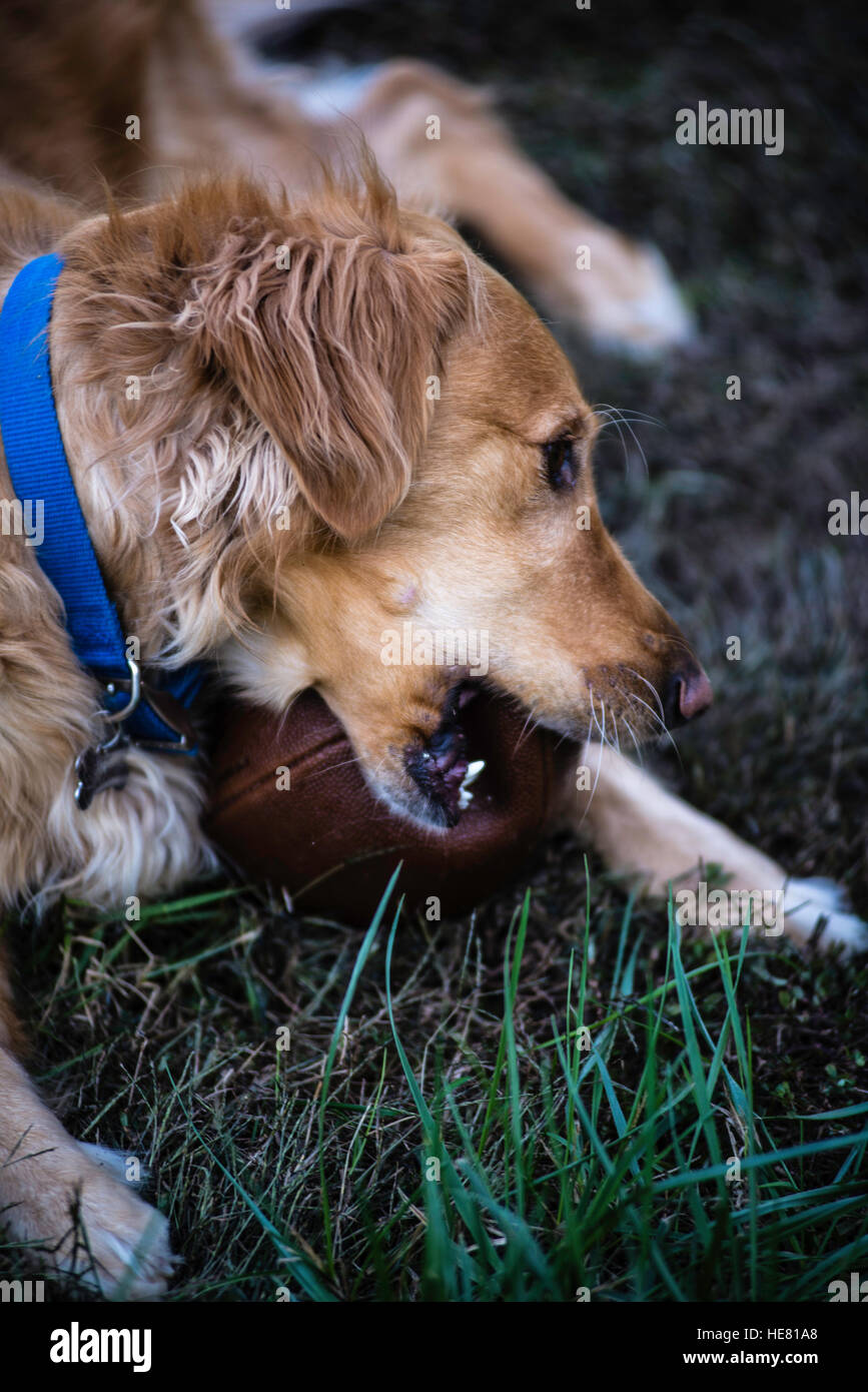 Hunde Stockfoto