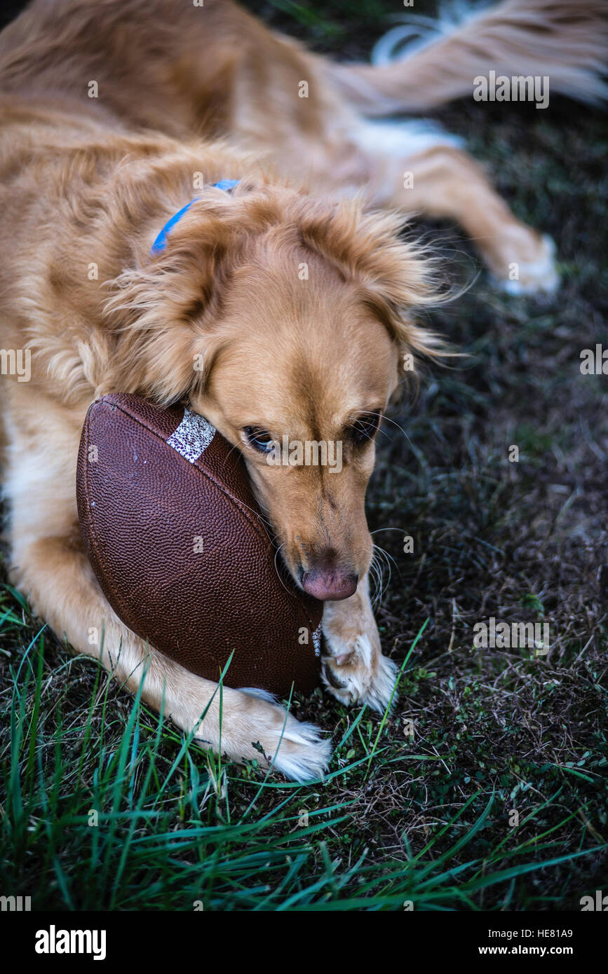 Hunde Stockfoto