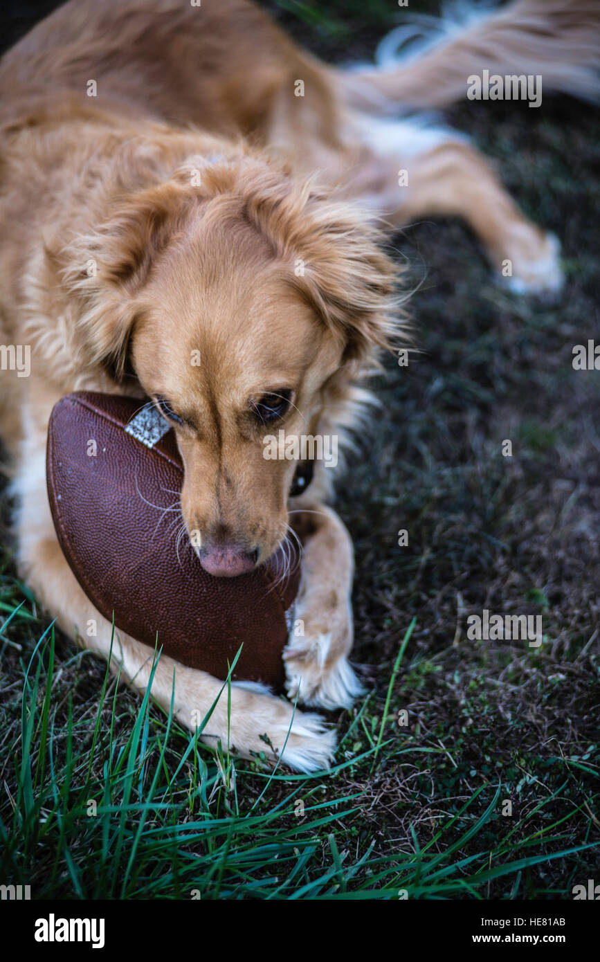 Hunde Stockfoto