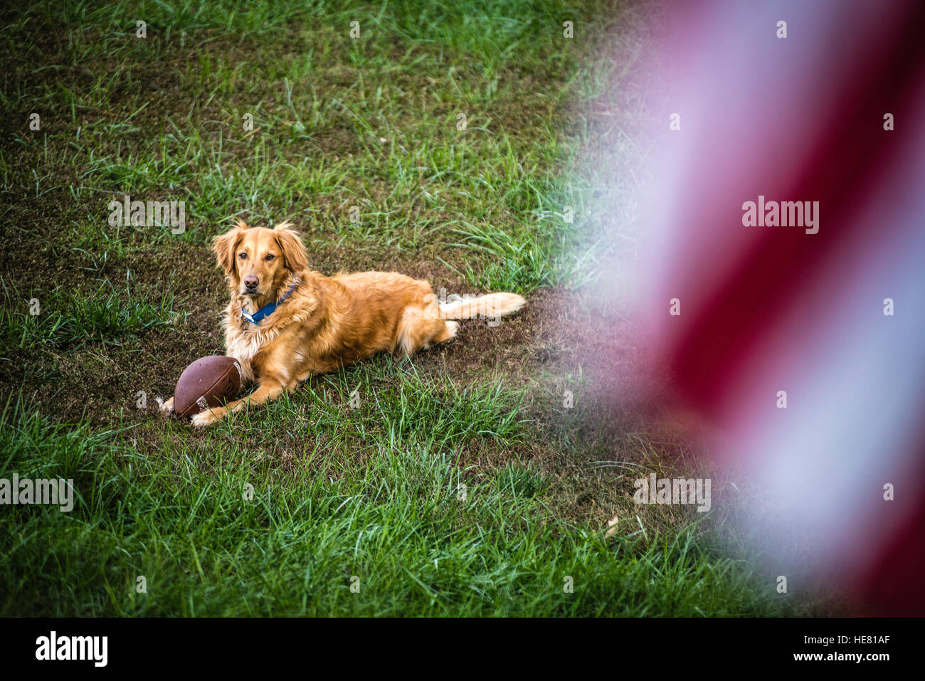 Hunde Stockfoto