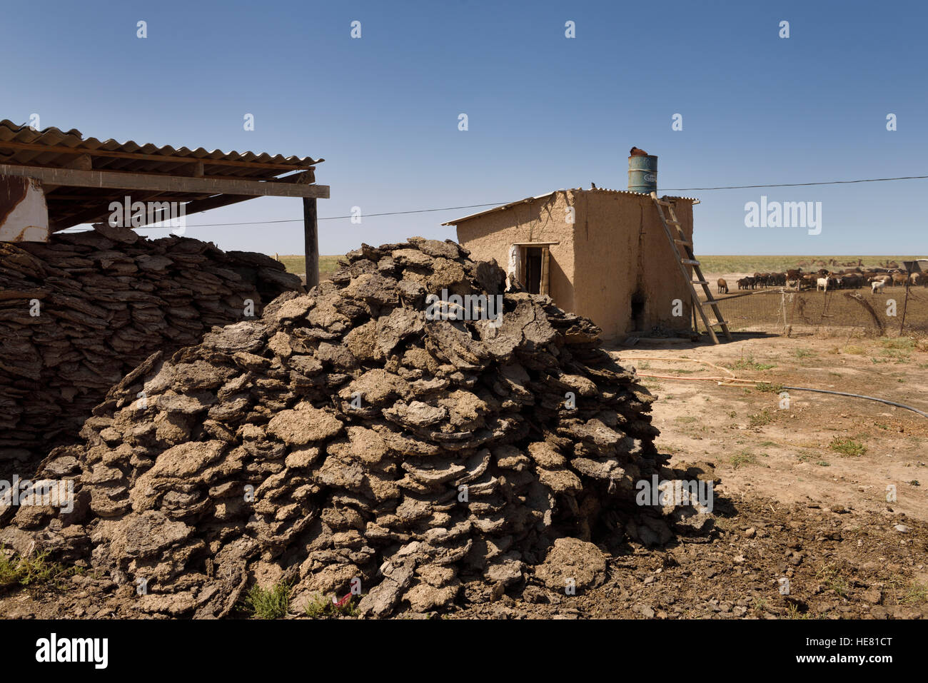 Haufen von gepressten Kuchen getrocknete Kamel und Schafe Mist für Brennstoff auf einem Bauernhof in der Nähe von Schymkent Kasachstan benutzt Stockfoto