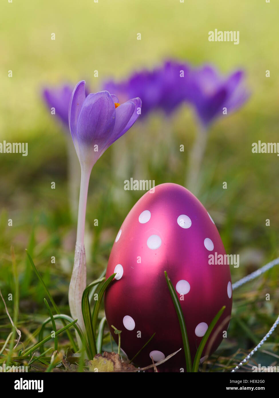 Krokus mit Ostereiern auf Wiese Stockfoto