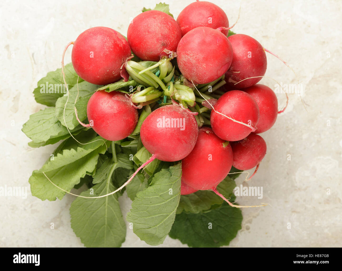 Radieschen Stockfoto