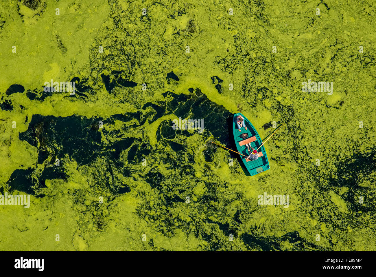 Luftaufnahme von Ruderboot unterwegs durch Wasser Unkraut, Kemnader Stausee, Witten, Ruhrgebiet, Nordrhein-Westfalen, Deutschland Stockfoto
