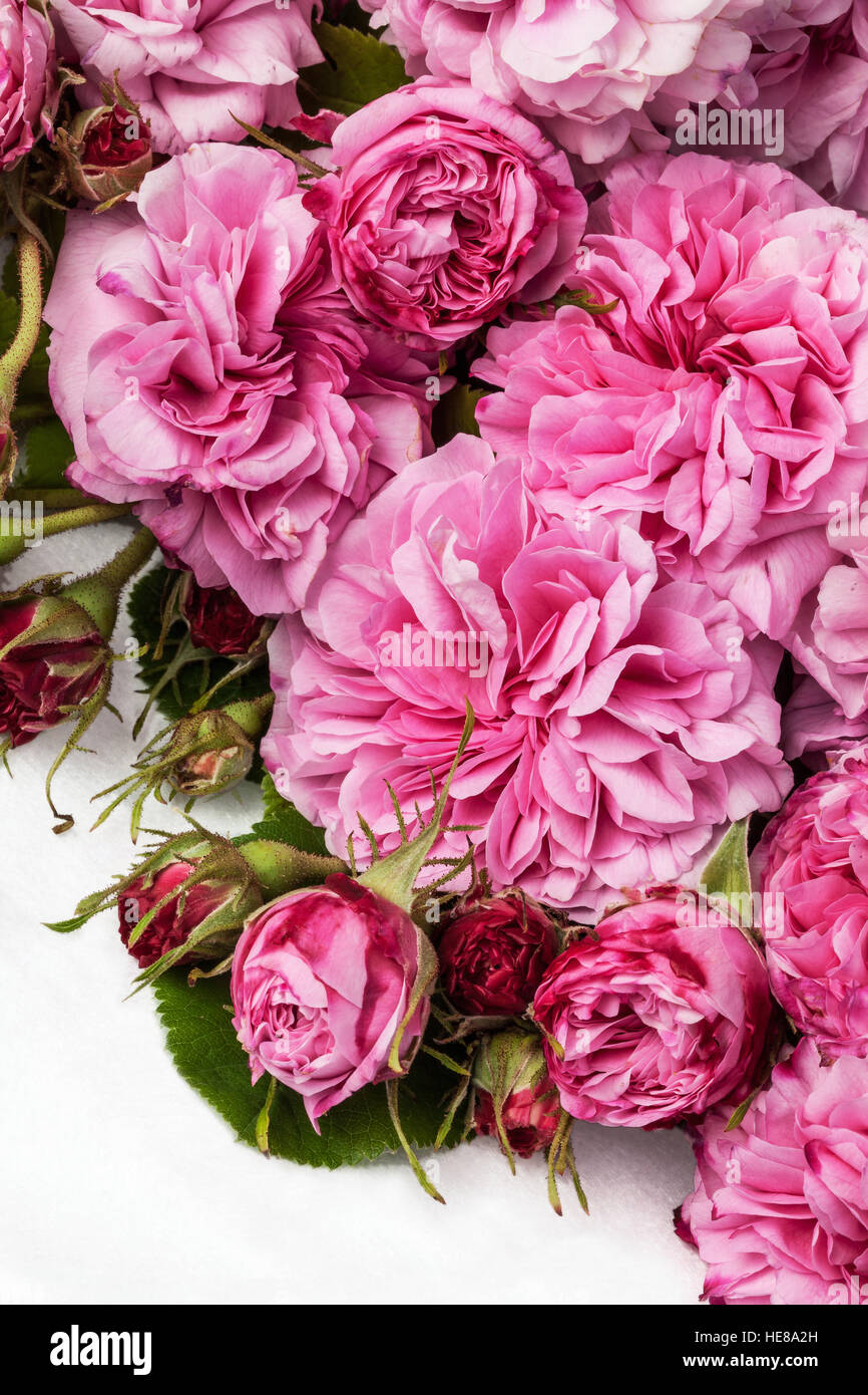 Bild von rosa Rosen isoliert auf weiss. Stockfoto