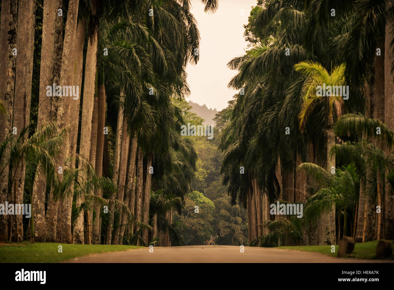 Sri Lanka: Gasse der Palmen im Royal Botanic Gardens, Kandy Stockfoto