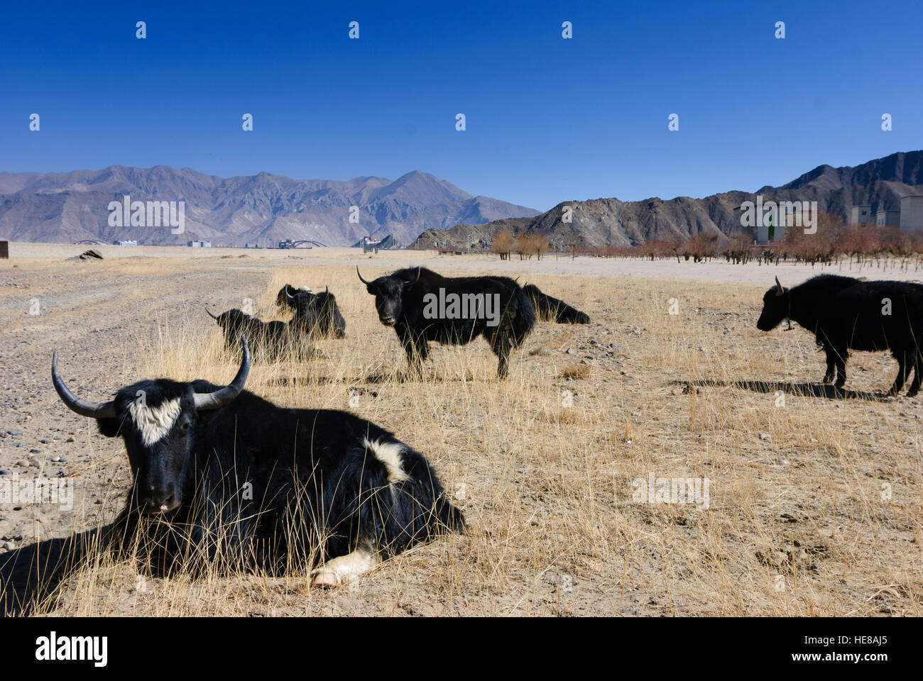 Lhasa: Dzo (Kreuzung zwischen Yak und Kuh) vor Lhasa, Tibet, China Stockfoto