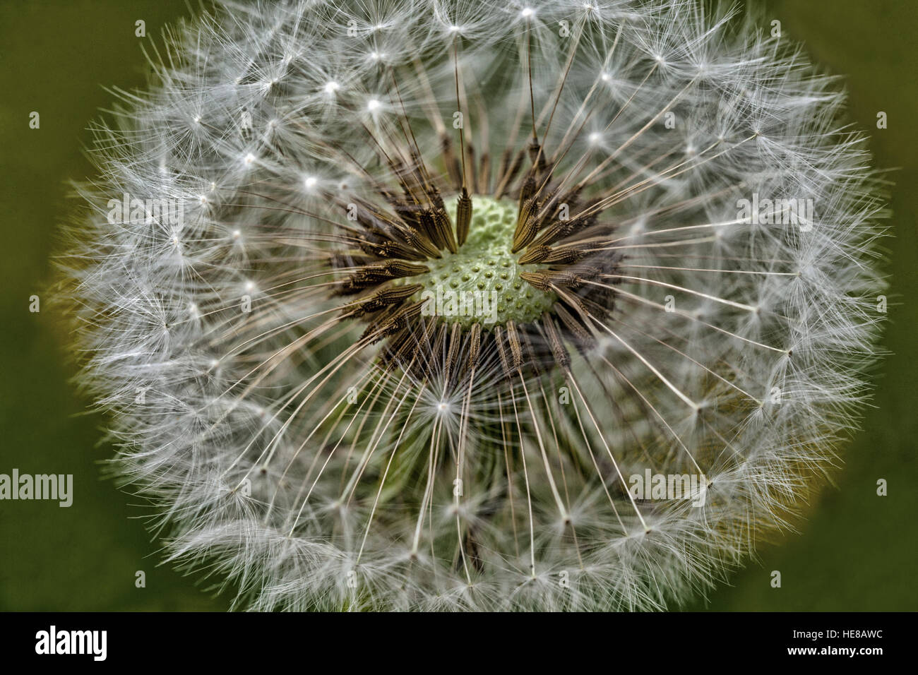 Dandelion Head Seeds Dandelion Seeds Puffbal Stockfoto