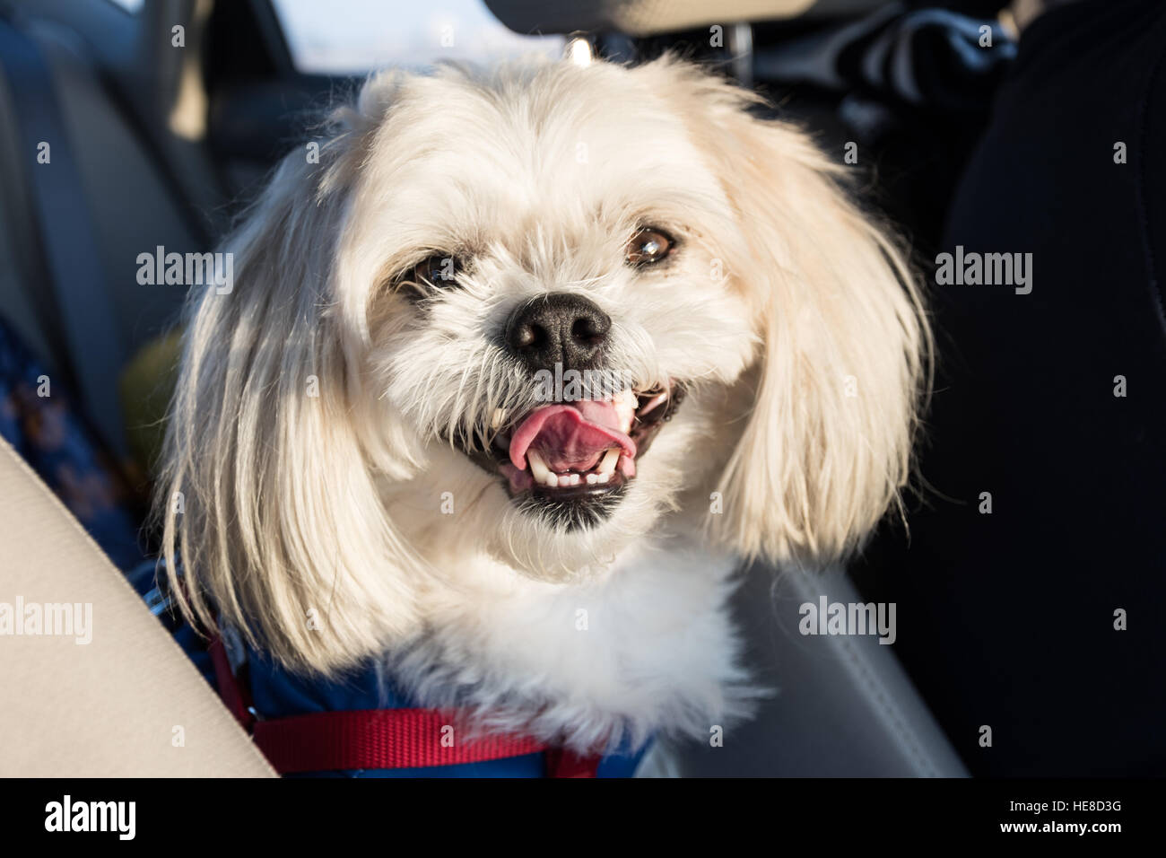 Behaarte weisse Hund lächelnd Zunge heraus Malteser Stockfoto