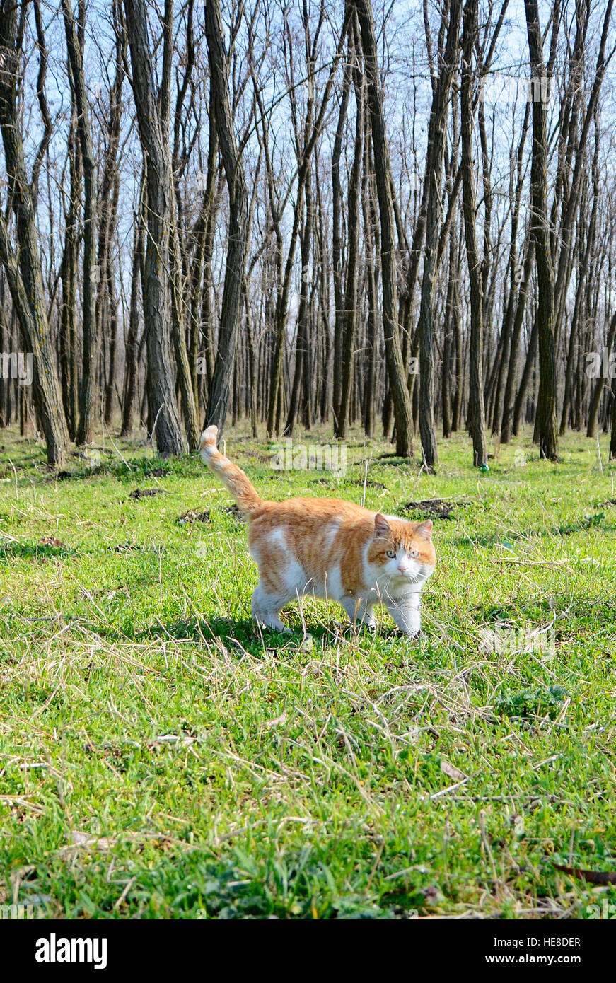 Gelbe Katze im Wald Stockfoto