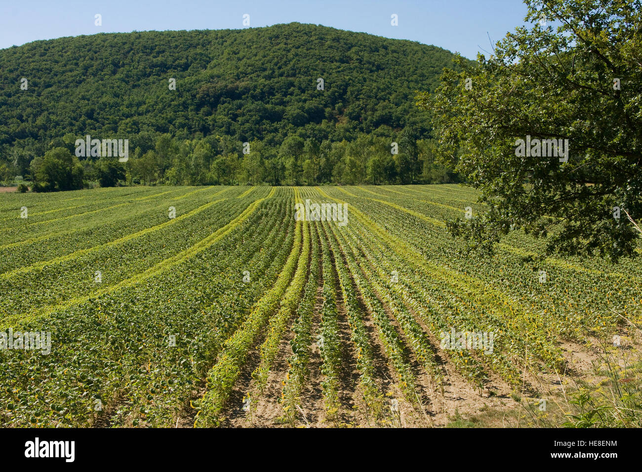 Französischer Lavendel Feld nach der Ernte im Juli 2015 Stockfoto