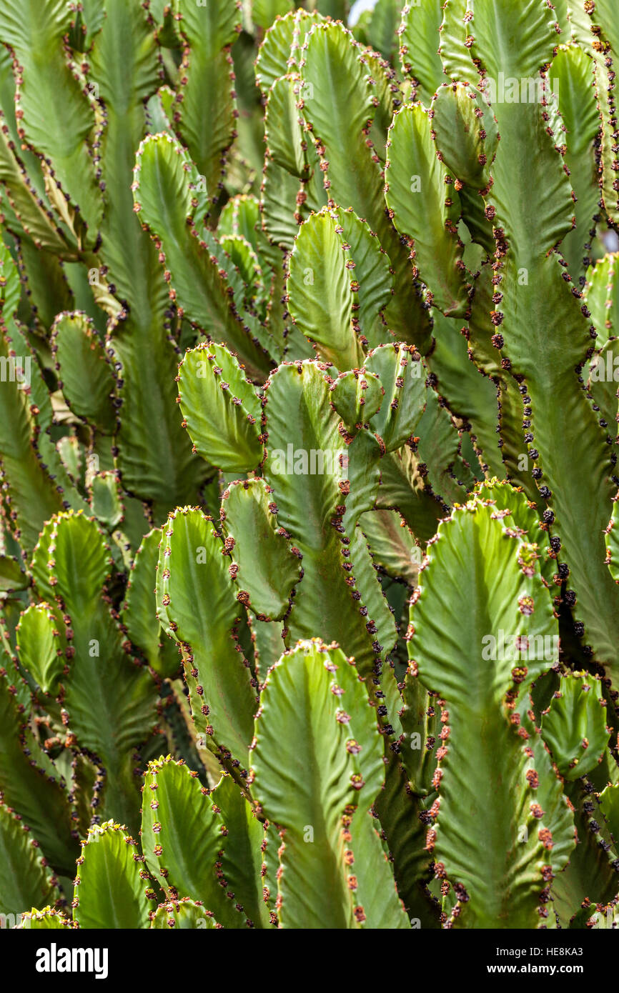 Kaktus Pflanze in Fuerteventura, Kanarische Inseln, Spanien Stockfoto