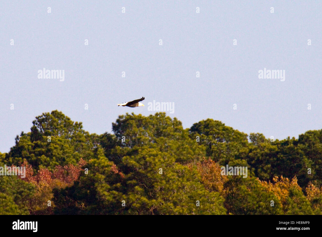 Adler im Flug bei Blackwater Wildlife Refuge. Stockfoto