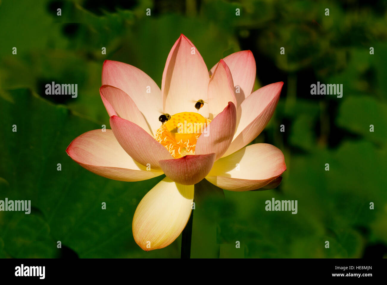 Lila Lotusblüte mit Hummeln. Stockfoto