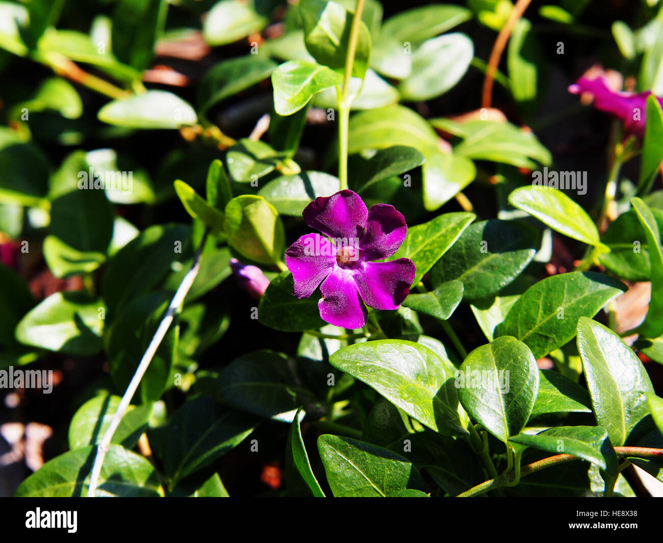 Vinca minor 'Atropurpurea' - weniger Immergrün, Zwerg-Immergrün Stockfoto