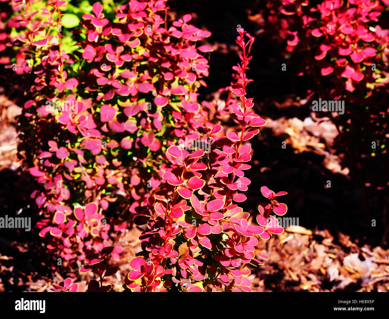 Berberis Thunbergii 'Orange Sunrise' - Berberitze Stockfoto