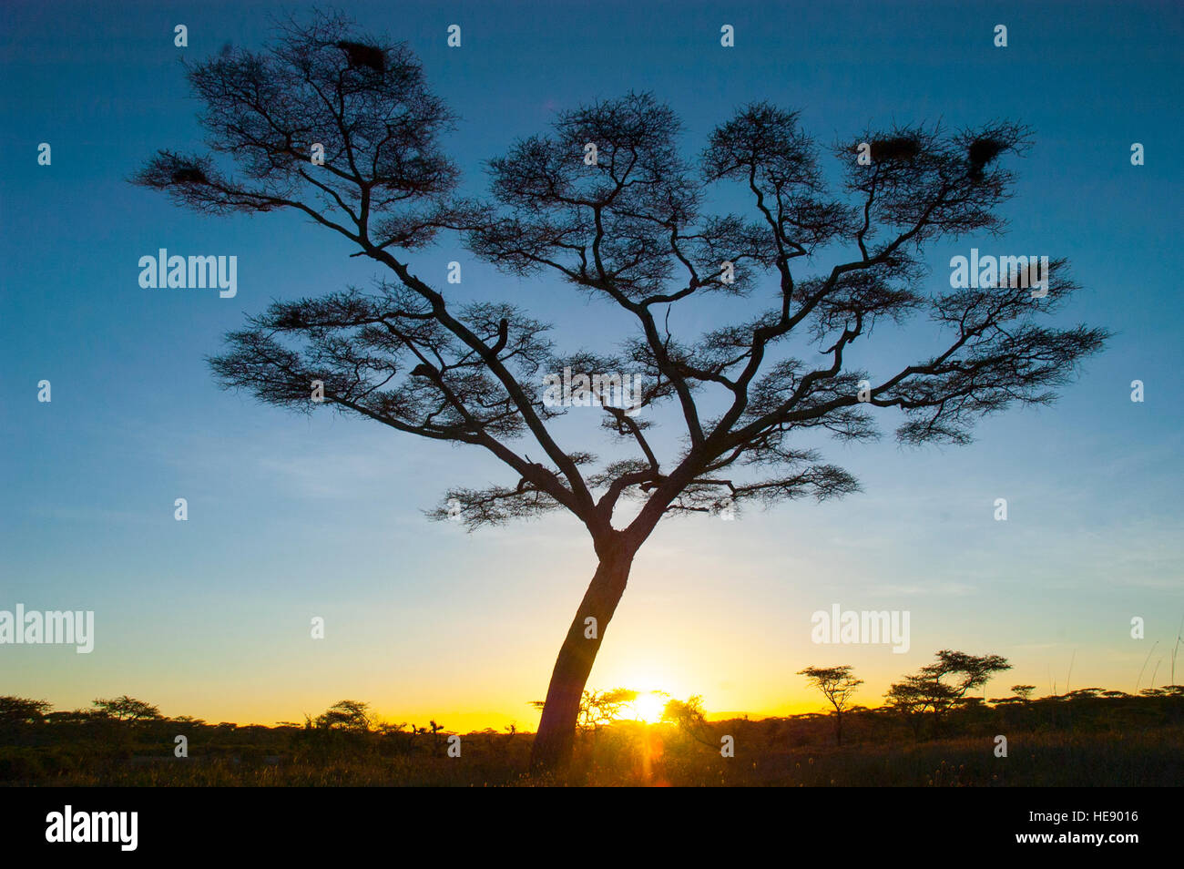 Einsame Akazie mit Sonne über dem Horizont, Ndutu, Ngorongoro, Tansania Stockfoto
