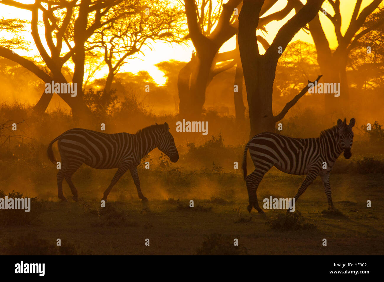 Burchell Zebras Wandern bei Sonnenuntergang in den Wäldern von Ndutu in Ngorongoro Tansania Stockfoto