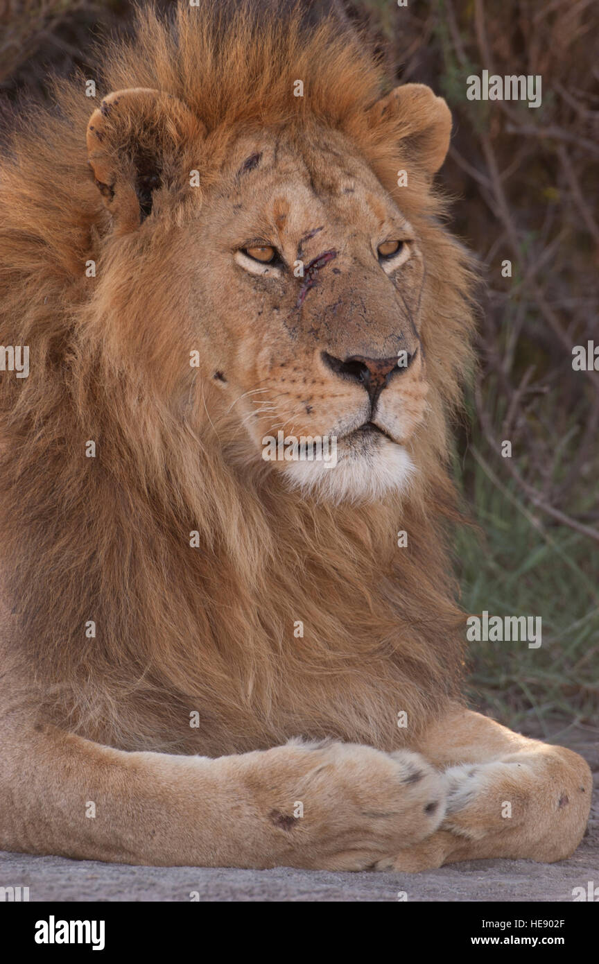 Männliche Löwen ruhen Sie sich nach einem Kampf, Narben in seinem Gesicht, Porträt (Panthera Leo), Ndutu, Ngorongoro, Tansania Stockfoto