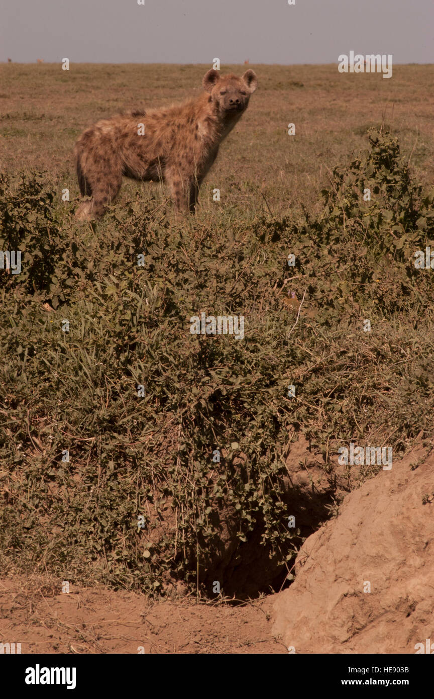 Gefleckte Hyänen (Crocuta Crocuta) Bewachung seiner Höhle, Ndutu, Ngorongoro, Tansania Stockfoto