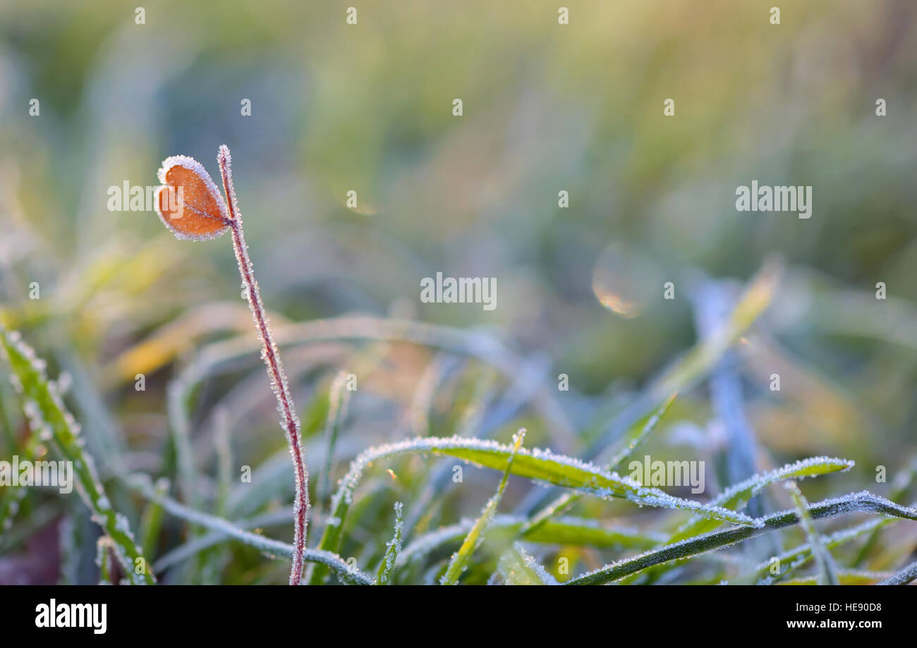 Makro, Gras- und Herz-Form-Blatt eingefroren Stockfoto