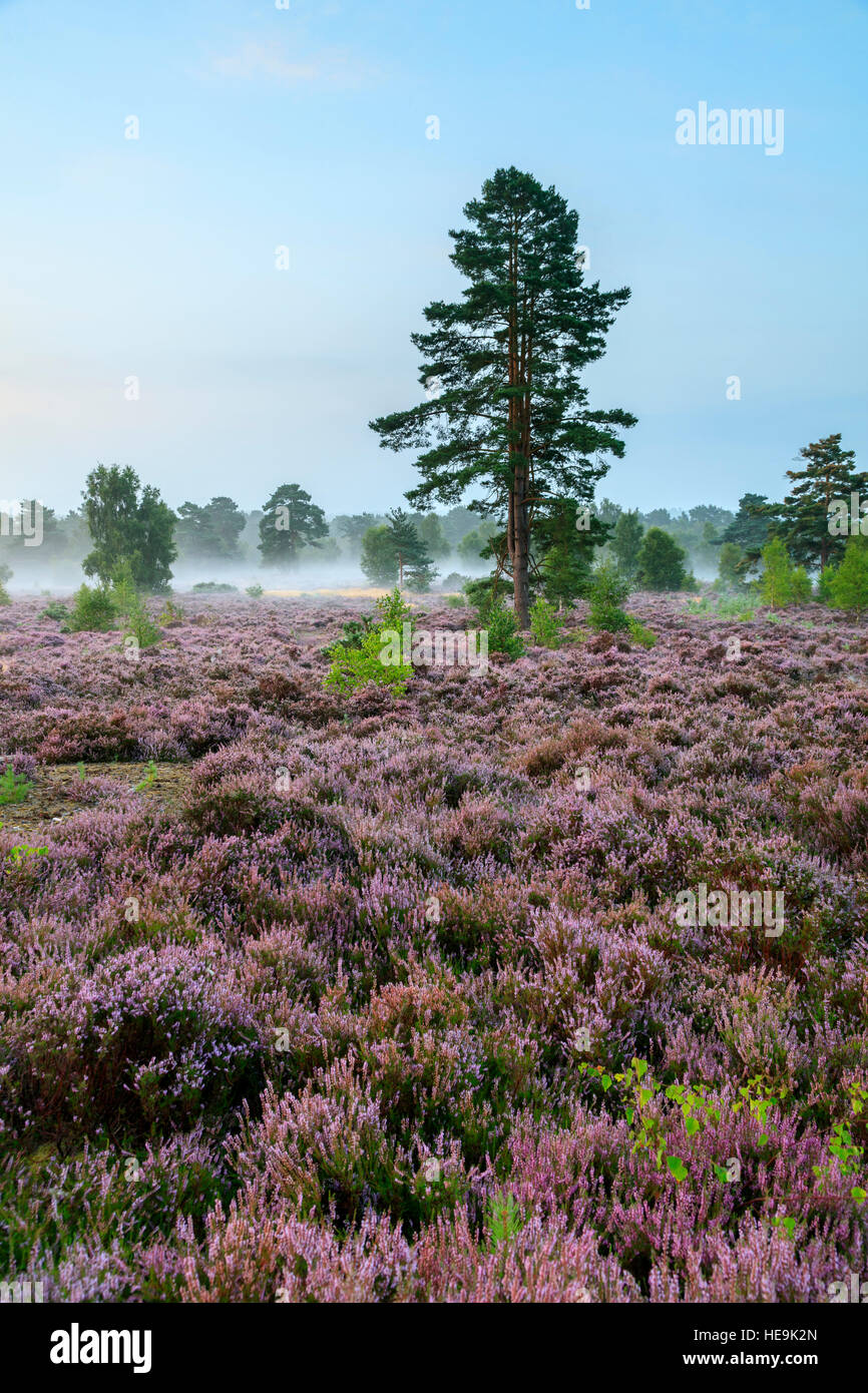 Blackheath Common Heather an einem dunstigen Sommermorgen Surrey Stockfoto