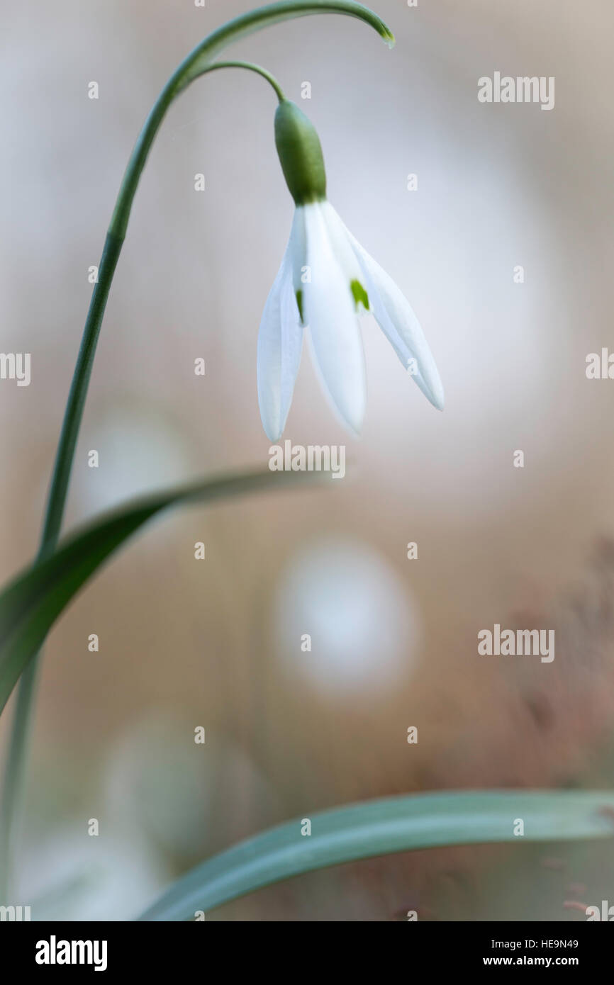 Schnee fällt Vorfrühling weiße wilde Blume, Galanthus nivalis Stockfoto