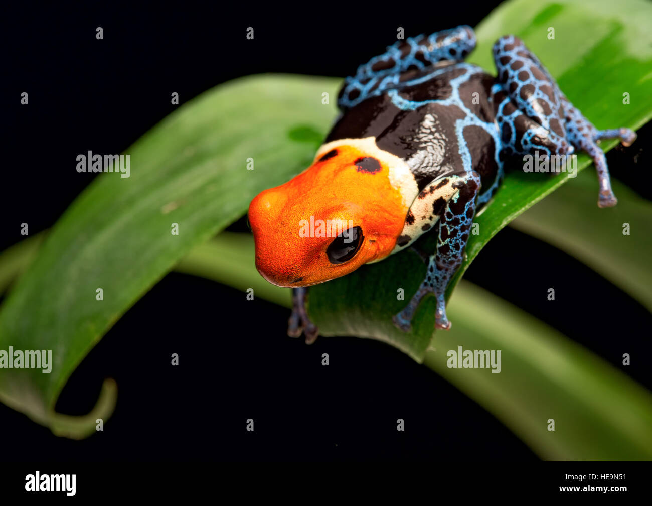 Orange und blaue Pfeilgiftfrosch, Ranitomeya Fantastica. Eine schöne