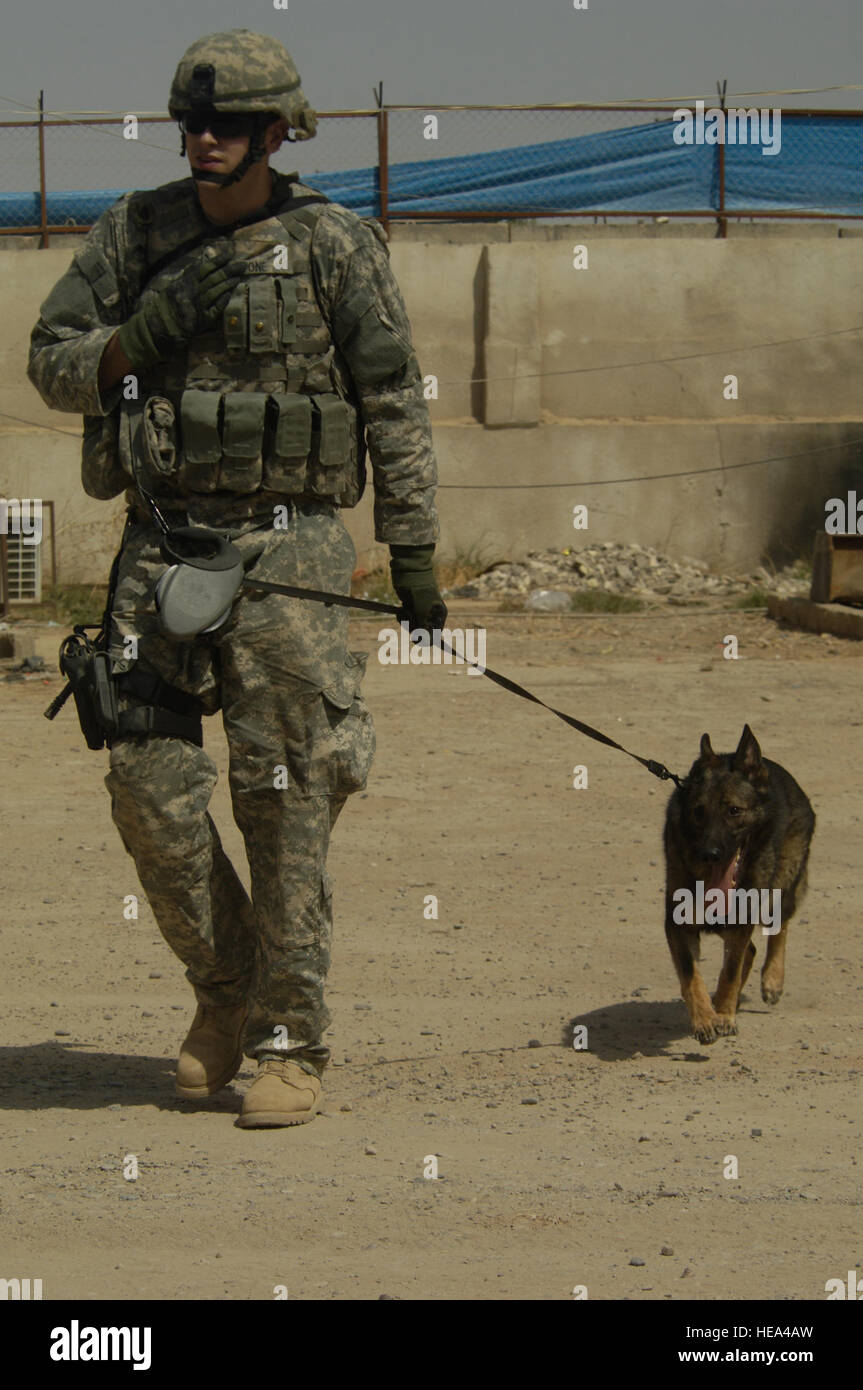 US Air Force Staff Sgt Patrick Stone, ein Hundeführer mit seinem Hund Vaulk zur 732. Support Squadron versetzt, wischen die Verbindung der Hawijah Joint Coordination Center vor der Übergabezeremonie von Alpha Company, 1. Bataillon, 87. Infanterie, 1. Brigade, 10th Mountain Division Fort-Trommel, N.Y., um lokale irakische Sicherheitskräfte, so dass lokale Sicherheitskräfte, die volle Verantwortung für die Sicherheit und Sicherung der Hawijah. Stockfoto