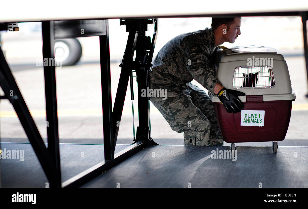 Am 12. März 2011 half das Personal der Luftwaffe auf der Yokota Air Base bei der Evakuierung von Haustieren nach einem Erdbeben der Stärke 8,9 vor der japanischen Ostküste. Stockfoto
