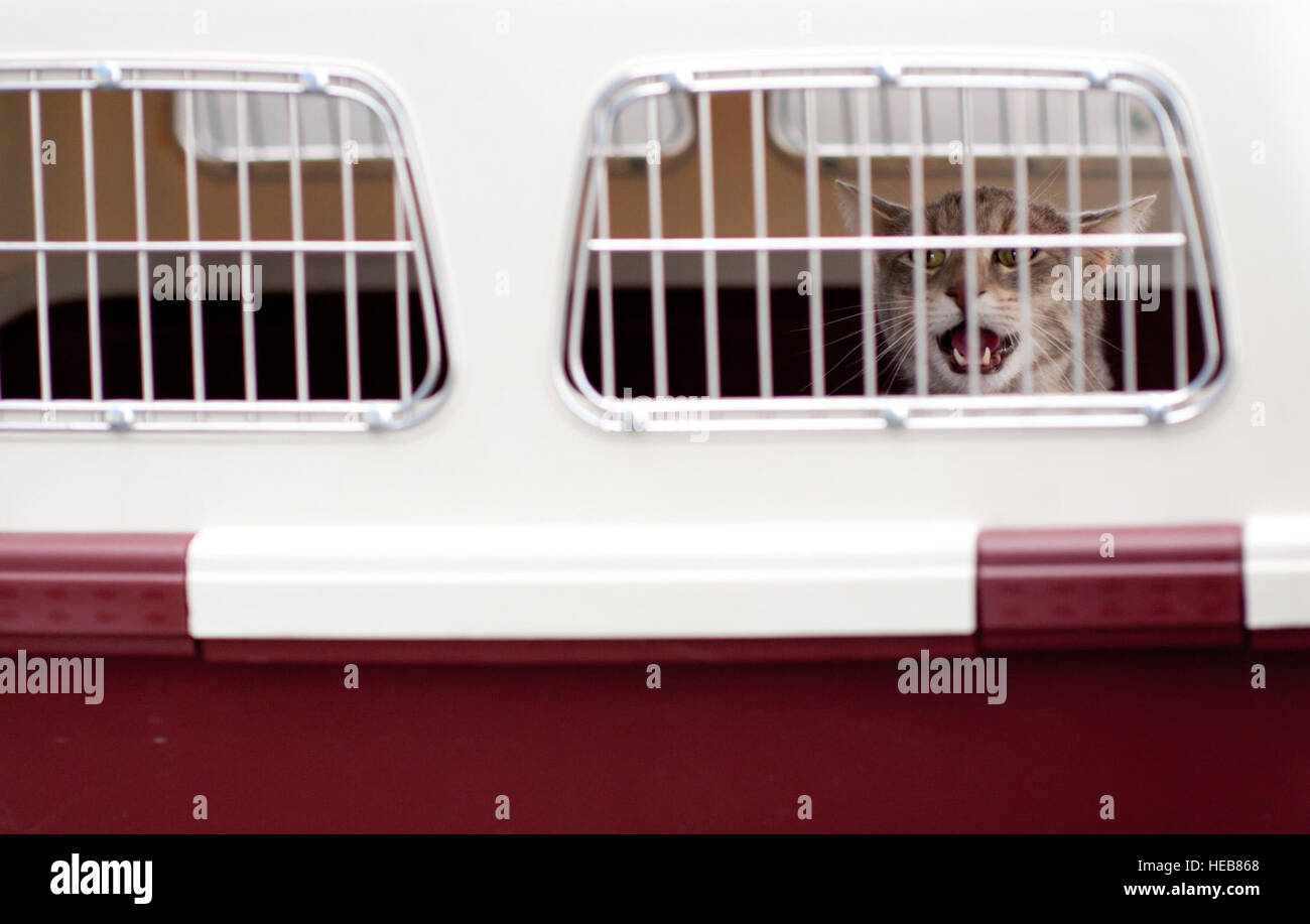 Ein Flug der Delta Airlines wurde am 12. März 2011 nach einem Erdbeben der Stärke 8,9 vor Japans Ostküste zur Yokota Air Base in Japan umgeleitet. Tiere und Passagiere wurden während der Umleitung untergebracht. Stockfoto