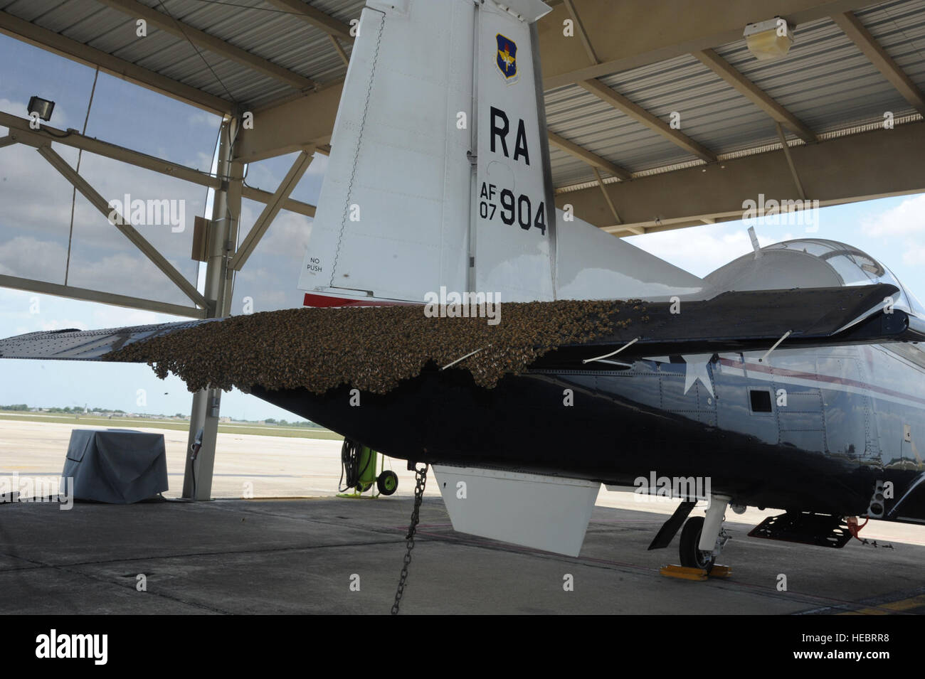 Ein Schwarm von Bienen machen der Klappe ein t-6 Texan II-Flugzeuge ihre Heimat auf der Flightline auf gemeinsamer Basis San Antonio-Randolph, Texas, Juni 13. (Foto von Rich McFadden US Air Force) Stockfoto