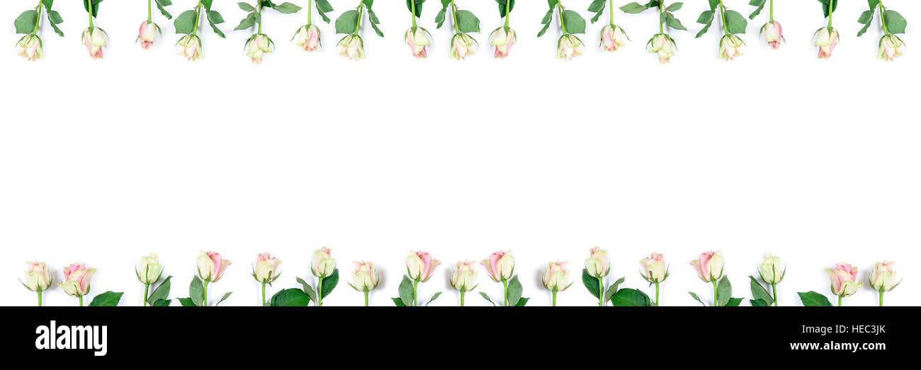 Panorama-Bild der Rpink Rosen mit textfreiraum in der Mitte auf einem weißen Hintergrund Stockfoto