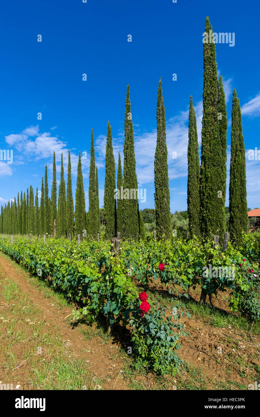 Typische grüne Toskana-Landschaft mit Zypressen, Weinbergen und rote Rosenblüten Stockfoto