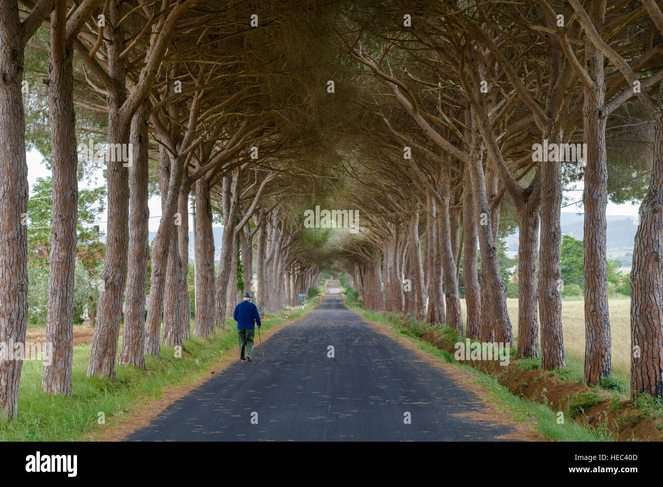 Ein alter Mann ist entlang eine Gasse mit grünen Pinien Stockfoto