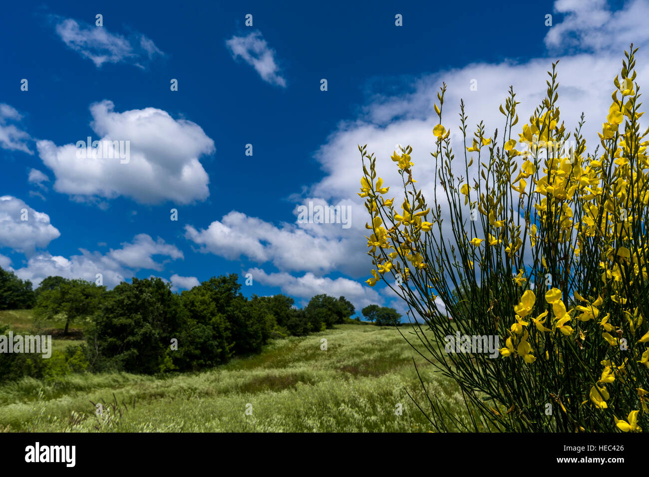 Typische grüne Toskana Landschaft mit Hügeln, Bäumen, Getreidefelder, Gelb und Blau, bewölkter Himmel Stockfoto