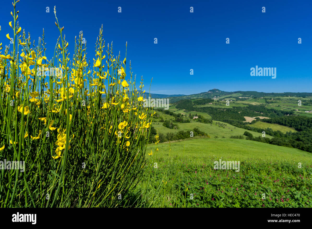 Typische grüne Toskana-Landschaft mit Hügeln, Bäumen, Getreidefeldern, gelben Ginsterbüsche und blauer Himmel Stockfoto