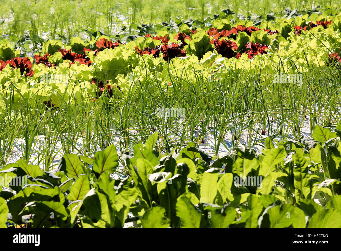 Städtischen Gemüsegarten Stockfoto