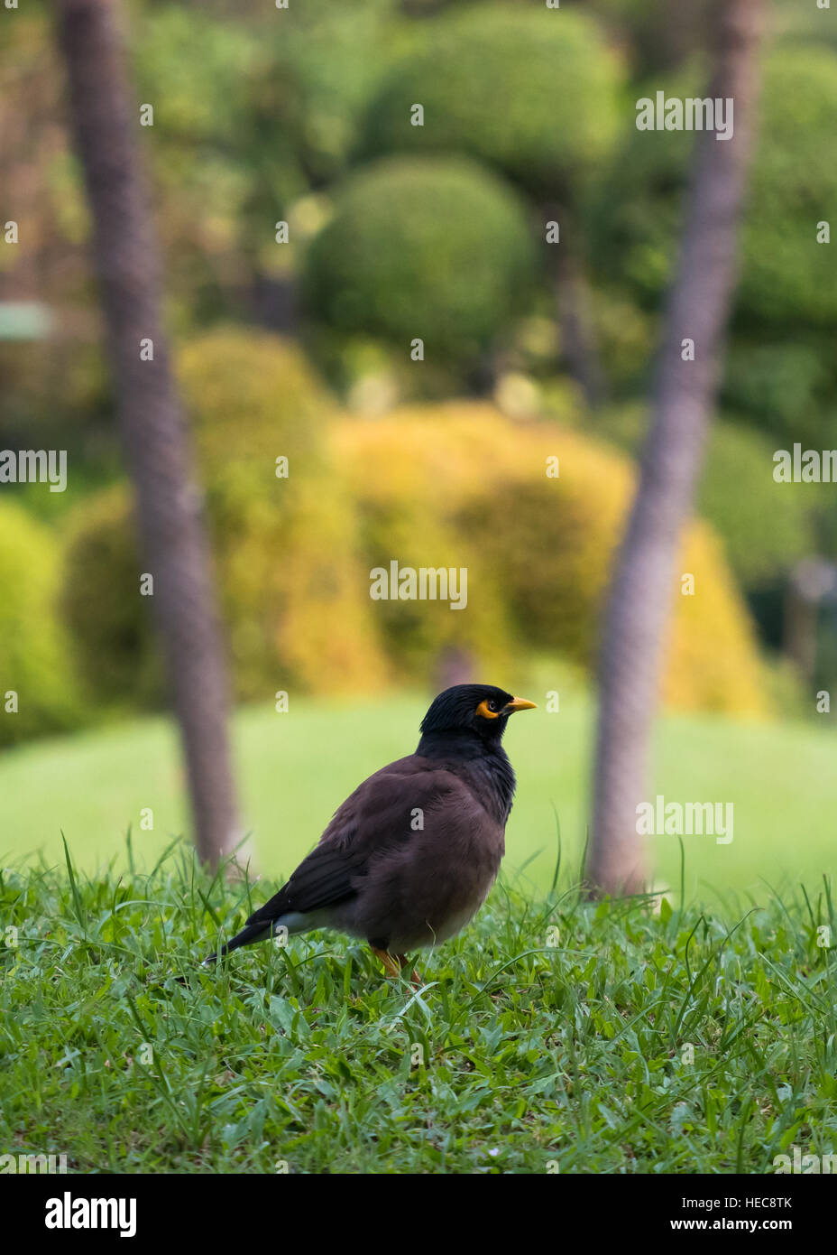 Der gemeinsame Myna (Acridotheres Tristis) grüne Wiese mit Textfreiraum Stockfoto