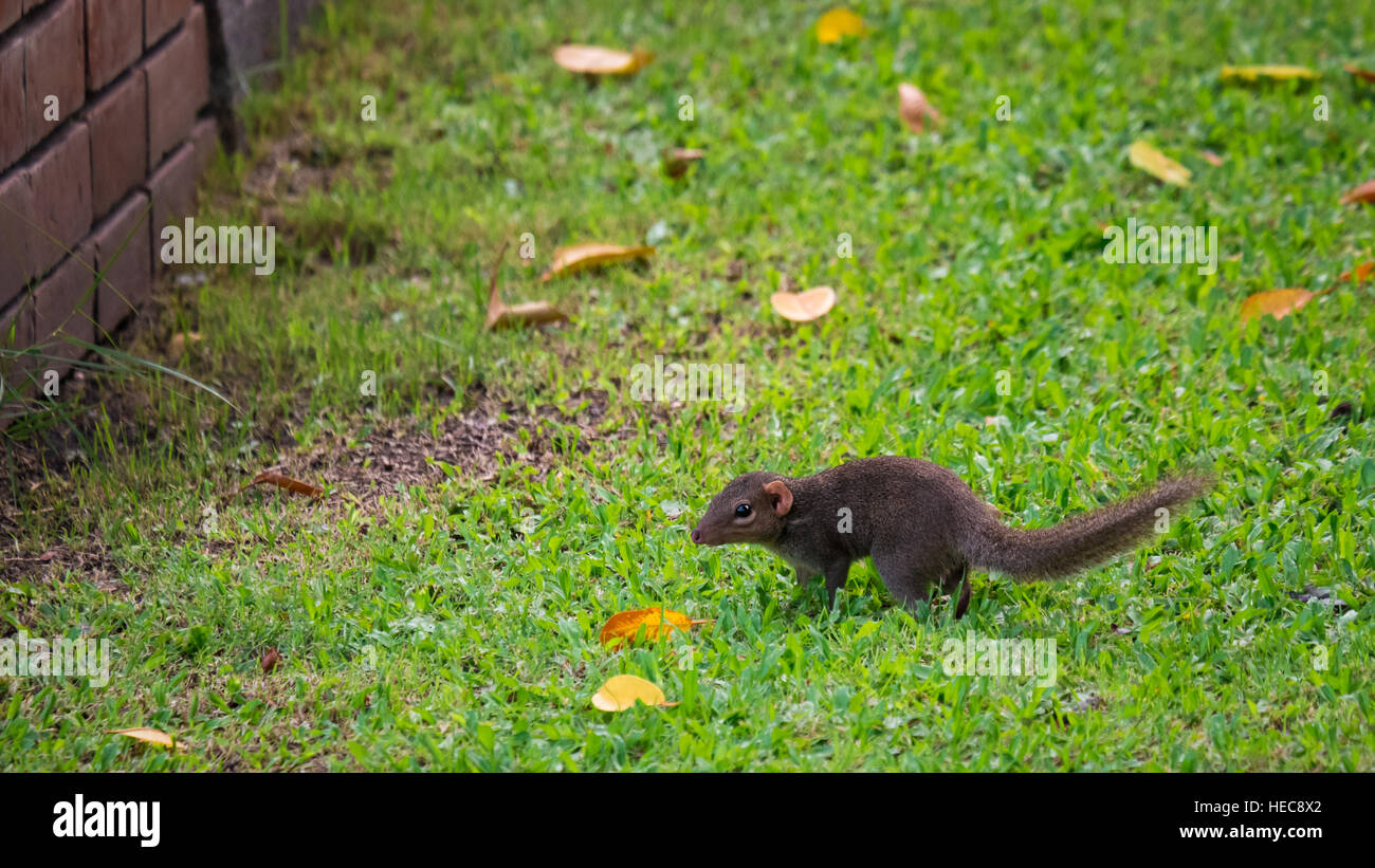 Eichhörnchen zu Fuß auf dem grünen Rasen mit Blick auf die Wand Stockfoto