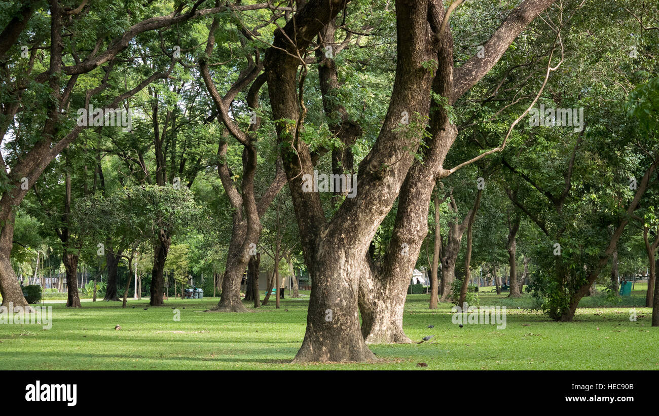 Grünen Park mit vielen großen Bäumen in Bangkok Stockfoto