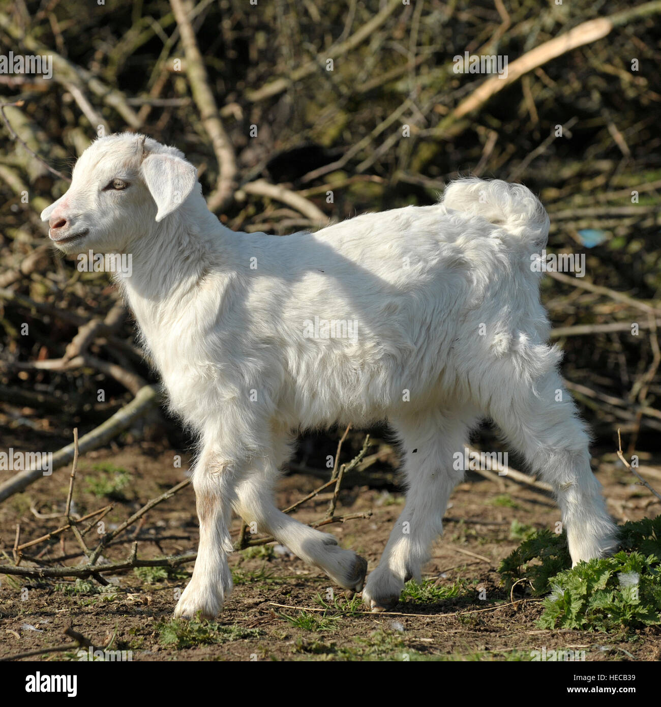 Kaschmirziege junge, weibliche 2 Wochen alt Stockfoto